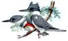 Belted Kingfisher (Megaceryle alcyon) - illust