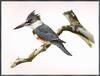 Douglas H. Pratt - Belted Kingfisher (Megaceryle alcyon) - illustration