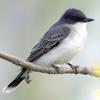 Eastern Kingbird (Tyrannus tyrannus) - wiki