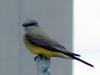 Western Kingbird (Tyrannus verticalis) - wiki