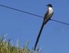 Fork-tailed Flycatcher (Tyrannus savana) - wiki