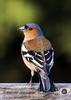 Chaffinch (Fringilla coelebs) - wiki