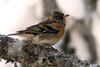 Brambling (Fringilla montifringilla) - wiki