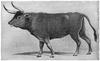 Aurochs (Bos primigenius) - wiki