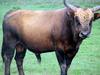 Heck Cattle (Bos taurus) - wiki