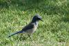 Western Scrub-jay (Aphelocoma californica) - wiki