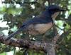 Island Scrub-jay (Aphelocoma insularis) - wiki