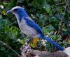 Florida Scrub-jay (Aphelocoma coerulescens) - wiki