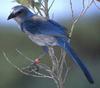 Scrub-jay (Genus Aphelocoma) - wiki