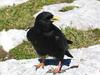 Alpine Chough (Pyrrhocorax graculus) - wiki