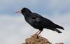 Red-billed Chough (Pyrrhocorax pyrrhocorax) - wiki