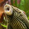 Royal Plec (Panaque nigrolineatus) - mouth & teeth