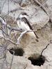 Sand Martin (Riparia riparia) - wiki