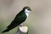 Violet-green Swallow (Tachycineta thalassina) - wiki