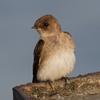 Northern Rough-winged Swallow (Stelgidopteryx serripennis) - wiki