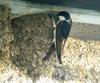 House Martin (Delichon urbicum) - wiki