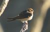 Fairy Martin (Petrochelidon ariel) - wiki