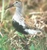 Sandpiper (Family: Scolopacidae) - wiki