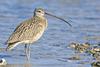 Long-billed Curlew (Numenius americanus) - wiki