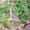 Little Curlew (Numenius minutus) - wiki