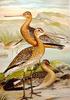 Black-tailed Godwit (Limosa limosa) - wiki