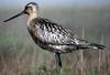 Godwit (Genus Limosa) - wiki