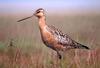 Bar-tailed Godwit (Limosa lapponica) - wiki