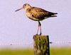 Hudsonian Godwit (Limosa haemastica) - wiki