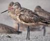 Marbled Godwit (Limosa fedoa) - wiki