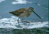 Dowitcher (Genus Limnodromus) - wiki