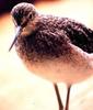 Short-billed Dowitcher (Limnodromus griseus) - wiki