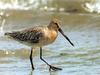 Asiatic Dowitcher (Limnodromus semipalmatus) - wiki