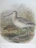 New Zealand Snipe (Coenocorypha aucklandica) - wiki