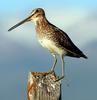 Common Snipe (Gallinago gallinago) - wiki