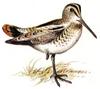 Latham's Snipe (Gallinago hardwickii) - wiki