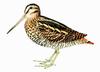 Wood Snipe (Gallinago nemoricola) - wiki