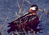 Red Phalarope (Phalaropus fulicaria) - wiki