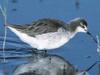 Wilson's Phalarope (Phalaropus tricolor) - wiki