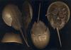 Horseshoe Crab (Limulus polyphemus) - wiki