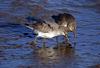 Red Knot (Calidris canutus) - wiki