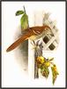 Douglas Pratt - Brown Thrasher (Art), Toxostoma rufum