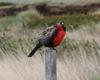 Long-tailed Meadowlark (Sturnella loyca) - wiki