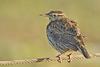 Meadowlark (Family: Icteridae, Genus: Sturnella) - wiki