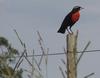 White-browed Blackbird (Sturnella superciliaris) - wiki