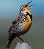 Western Meadowlark (Sturnella neglecta) - wiki