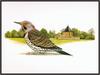 Douglas Pratt - Northern Flicker (Art), Colaptes auratus