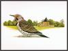 Douglas Pratt - Northern Flicker (Art), Colaptes auratus