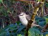 Chalk-browed Mockingbird (Mimus saturninus) - wiki