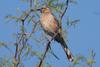Chilean Mockingbird (Mimus thenca) - wiki
