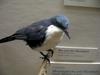 Blue-and-white Mockingbird (Melanotis hypoleucus) - wiki